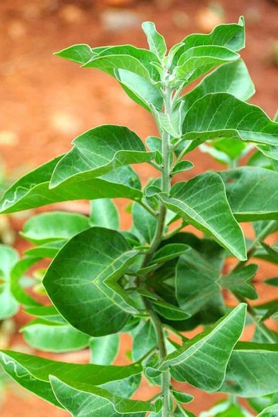 Ashwagandha